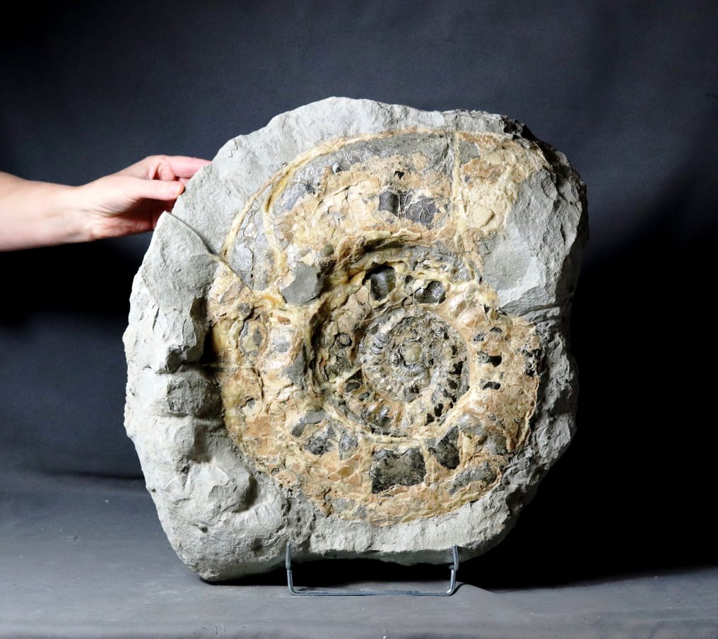 Unique and decorative ammonite - Huge - 41.5 cm - Calcit preservation - In concretion - Fossil plate matrix - 43 cm - 43 cm #1.1