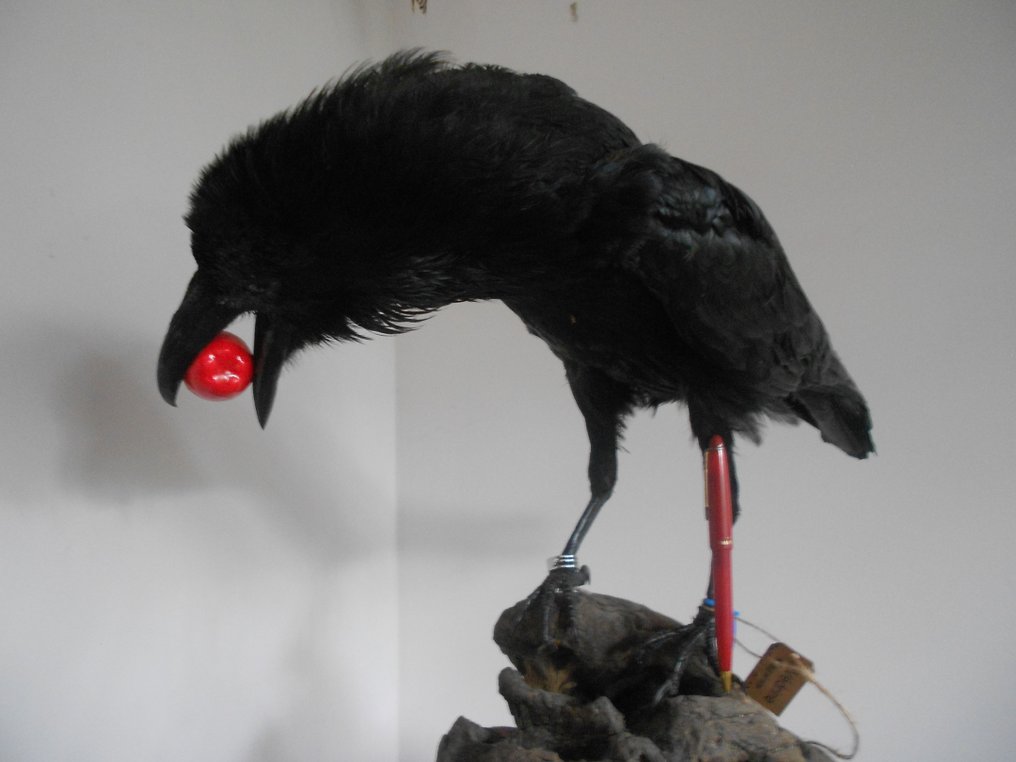 Corvo Allestimento tassidermico a corpo intero - Northern Raven Corvus corax - Grand Corbeau(sous-éspéce) - 0 cm - 0 cm - 0 cm - EU Annex I #3.3