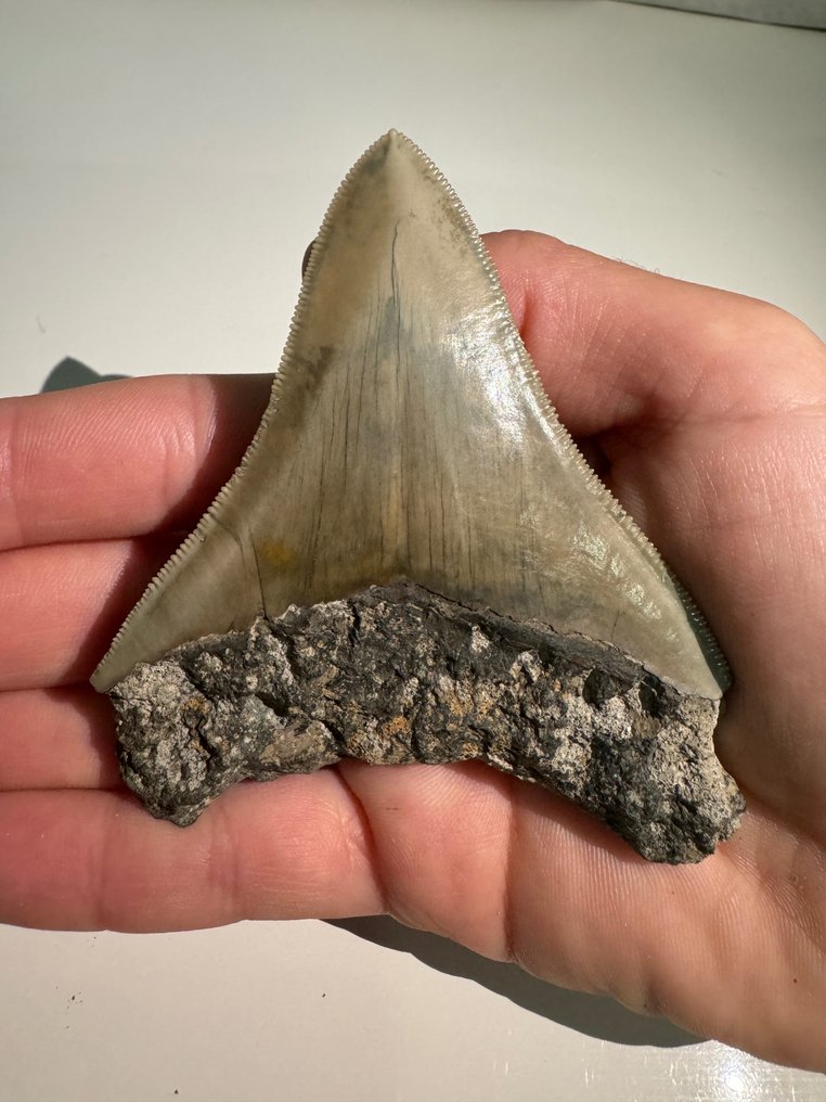 巨齿鲨 - 牙齿化石 - Otodus (Carcharocles) megalodon - 8.3 cm #1.2