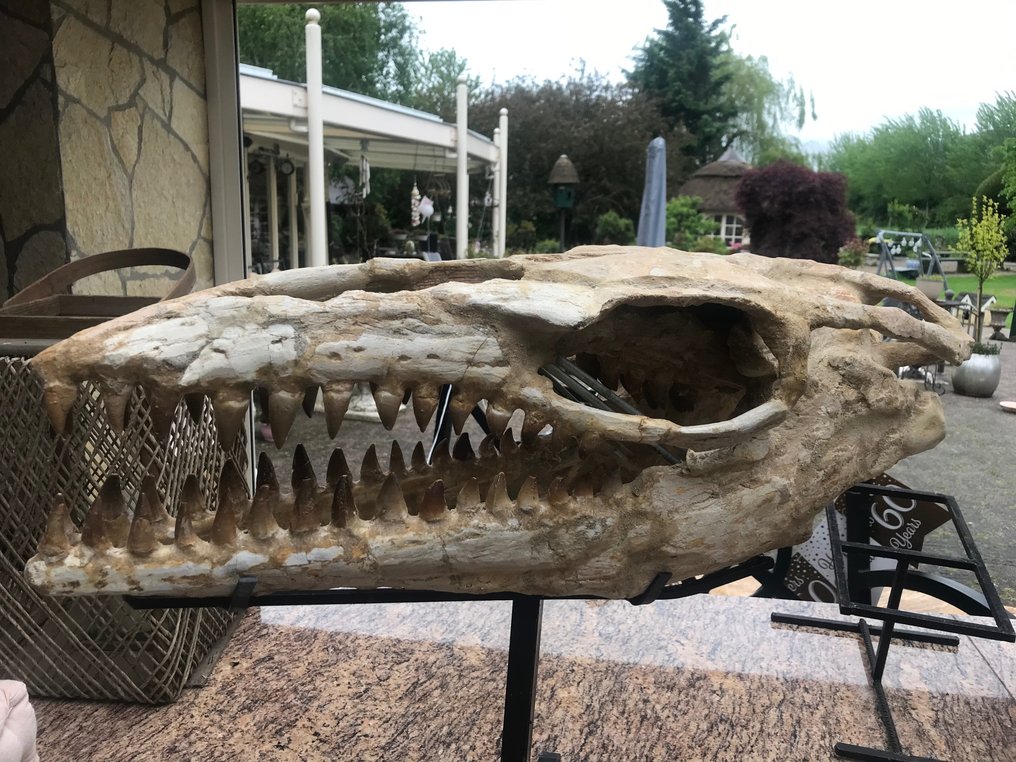 Dinosaur - Fossil skull - Mosasaurus - 55 cm - 27 cm #2.1