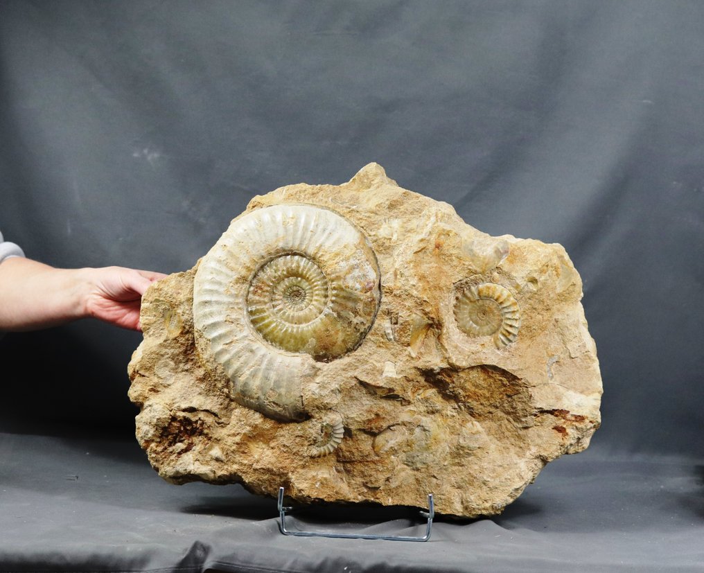 Ammonite rare avec la meilleure conservation - Sur pierre - Animal fossilisé - Tropidoceras aff. masseanum - 51 cm - 37 cm #1.1