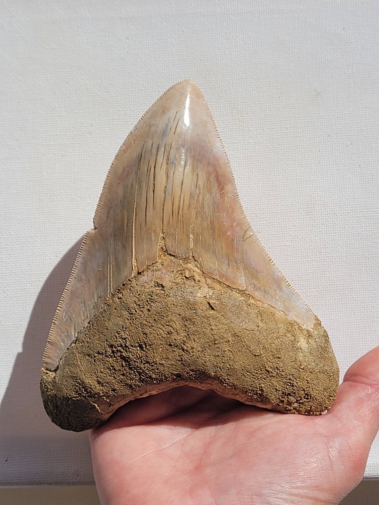 Megalodon - Fossiele tand - 12.5 cm - 12.4 cm #1.1