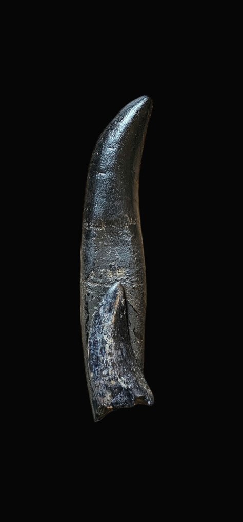Raro y único diente juvenil de T.Rex con raíz/nanotyrannus - Dientes fósiles - Rooted Tyrannosaurus Rex - Nanotyrannus #2.1