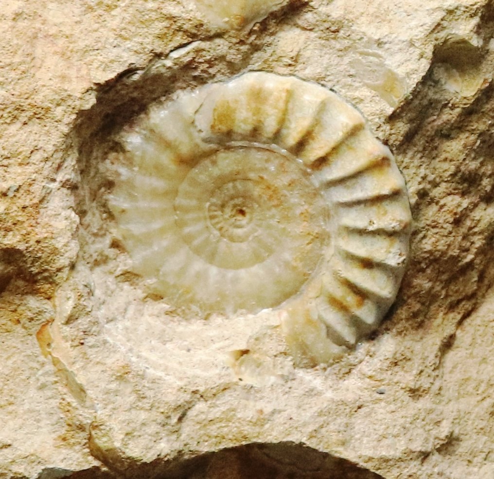 Rare ammonite with finest preservation - On stone - Fossilised animal - Tropidoceras aff. masseanum - 51 cm - 37 cm #3.1