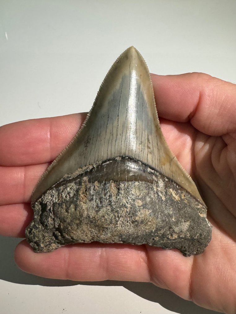 巨齿鲨 - 牙齿化石 - Otodus (Carcharocles) megalodon - 8.3 cm #1.1