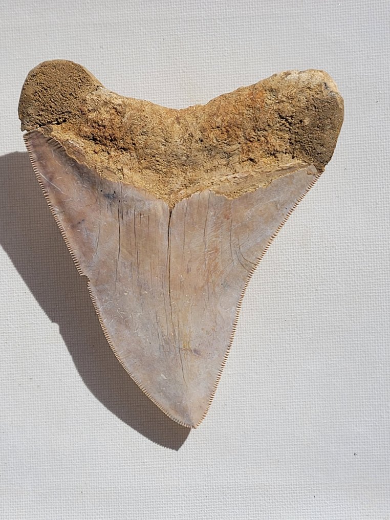 Megalodon - Fossiiliset hampaat - 12.5 cm - 12.4 cm #3.2