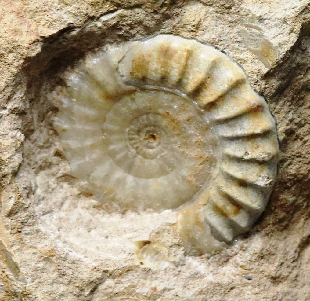 Rare ammonite with finest preservation - On stone - Fossilised animal - Tropidoceras aff. masseanum - 51 cm - 37 cm #3.2