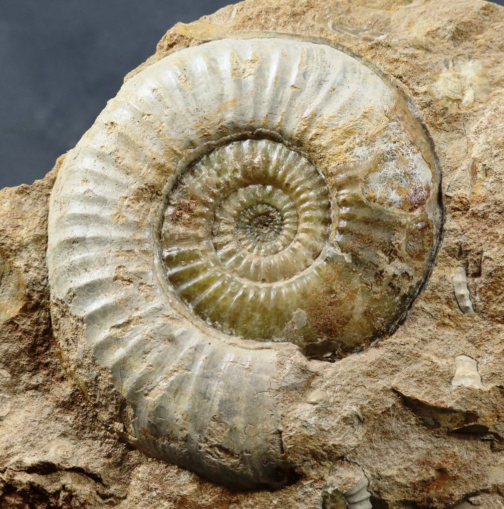 Rare ammonite with finest preservation - On stone - Fossilised animal - Tropidoceras aff. masseanum - 51 cm - 37 cm #2.1