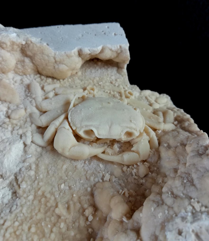 Crab de apă dulce spectaculos!!! - Specimen fosilizat în interiorul peșterii sale - Animale fosilizate - Potamon sp. - 12 cm - 10.5 cm #2.1