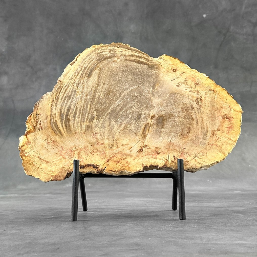 Upea siivu kivettynyttä puuta mukautetulla telineellä - Kivettynyt puu - Petrified Wood - 26 cm - 32 cm  (Ei pohjahintaa) #1.1