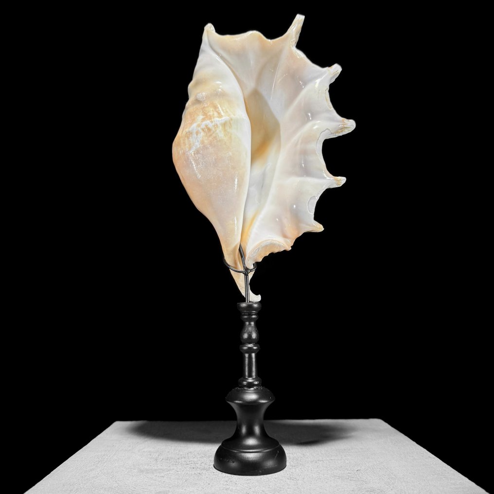 Stunning Spider Conch Shell on a custom stand - Sea shell - Lambis Lambis  (No Reserve Price) #1.2