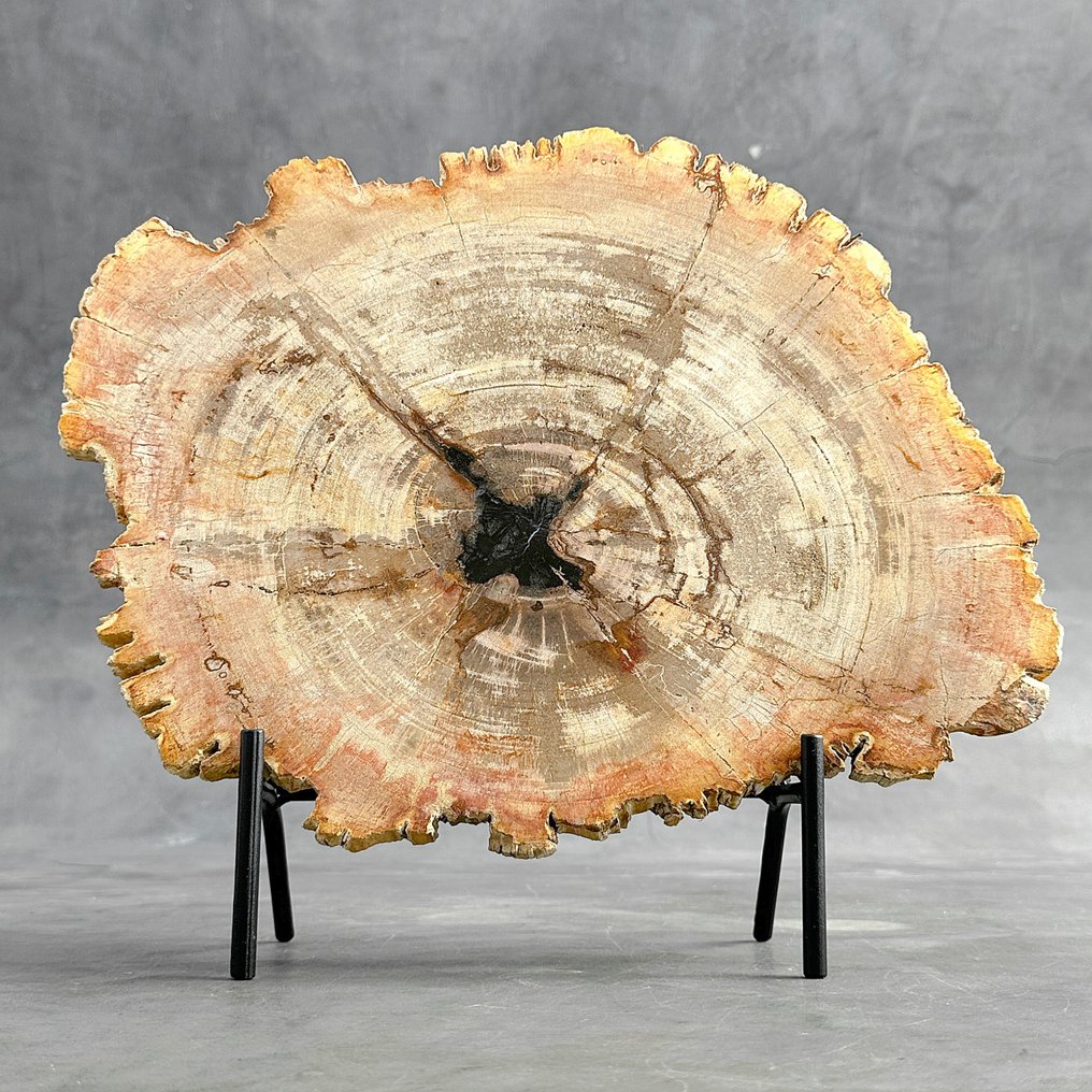 Hermosa rebanada de madera petrificada en un soporte personalizado - Madera fosilizada - Petrified Wood - 32 cm - 36 cm  (Sin Precio de Reserva) #1.1