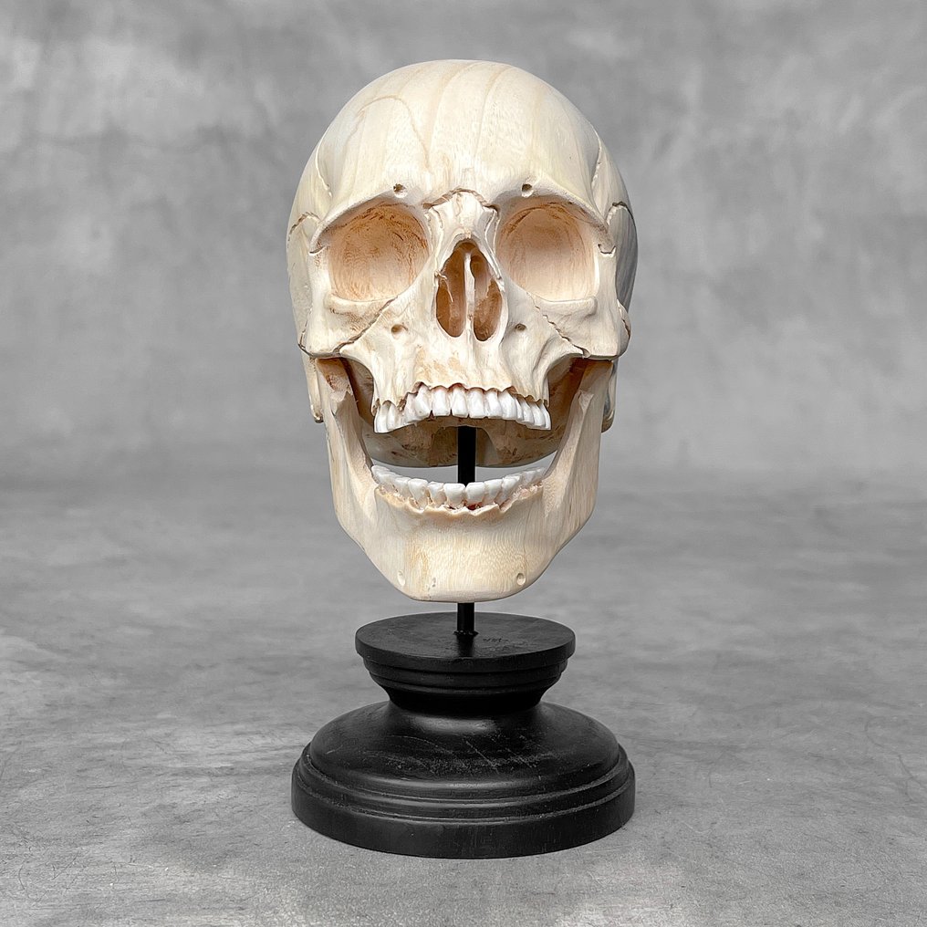 Faragás, NO RESERVE PRICE - Hand-carved Wooden Human Skull on a custom stand - 19 cm - Tamarind Wood - 2024 #1.2