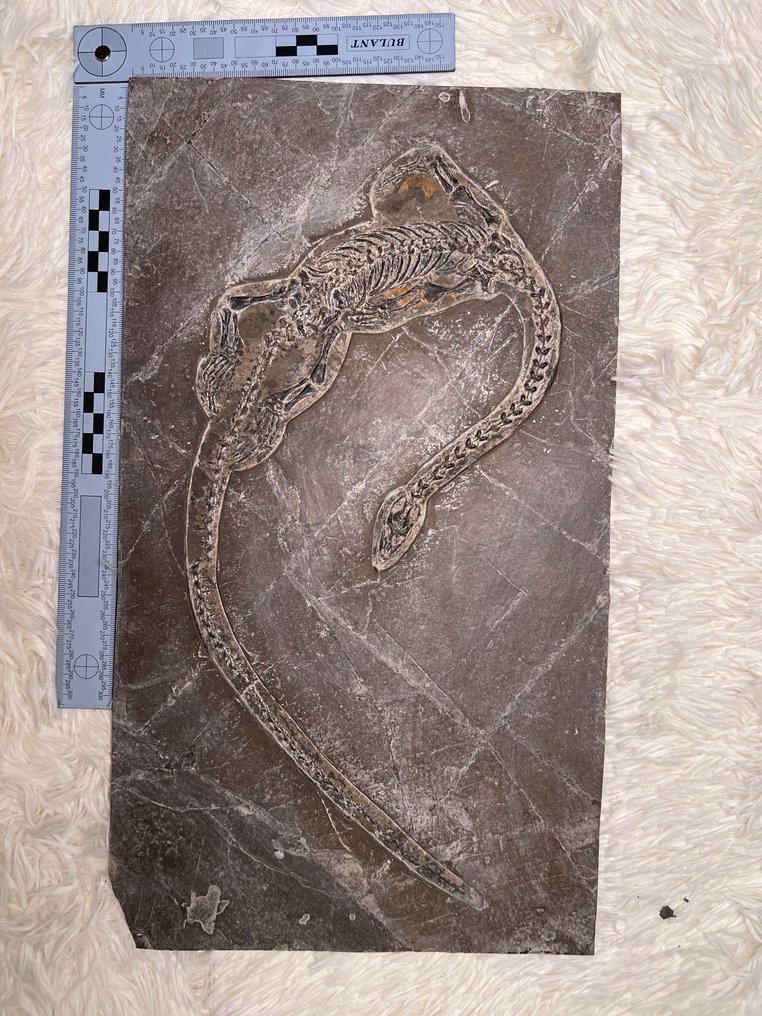 Hyphalosaurus - Fosszilis mátrix - Hyphalosaurus - 44 cm - 25 cm #1.1