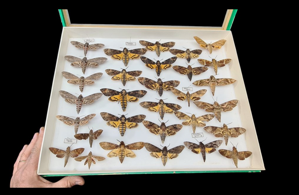 Very large Paleartique Months museum collection - Sphingidae (50X39 cm) -  - Diorama Sphingidae sp. - 1990-2000 #1.1