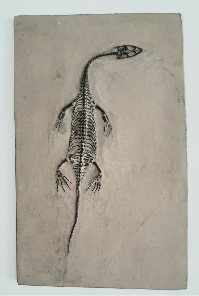 Reptil - Fossiles Skelett #1.1