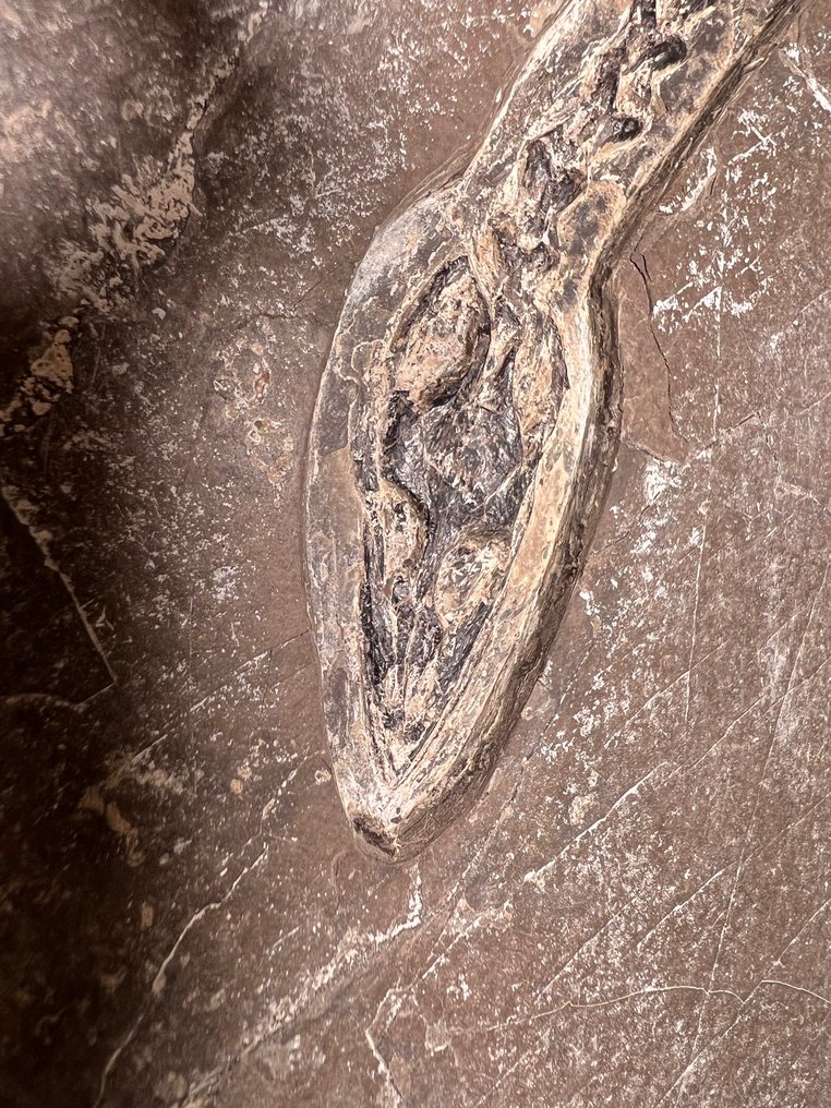 Hyphalosaure - Matrice fossile - Hyphalosaurus - 44 cm - 25 cm #2.1