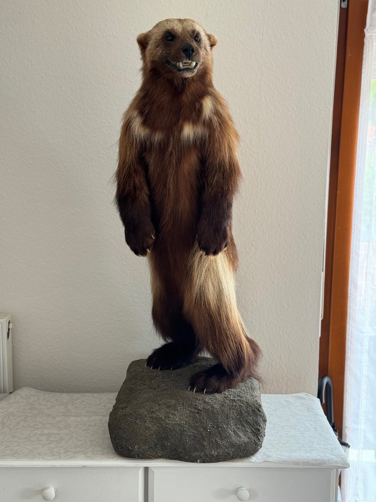 金刚狼 动物标本剥制全身支架 - Gulo gulo - 96 cm - 24 cm - 26 cm - 非《濒危物种公约》物种 - 1 #1.1