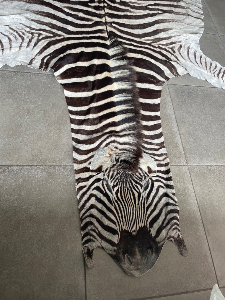 Plains Zebra Golvskinn Monterade skinn - Equus quagga - 300 cm - 190 cm - 1 cm - Arter som inte är inkluderade i CITES #2.2