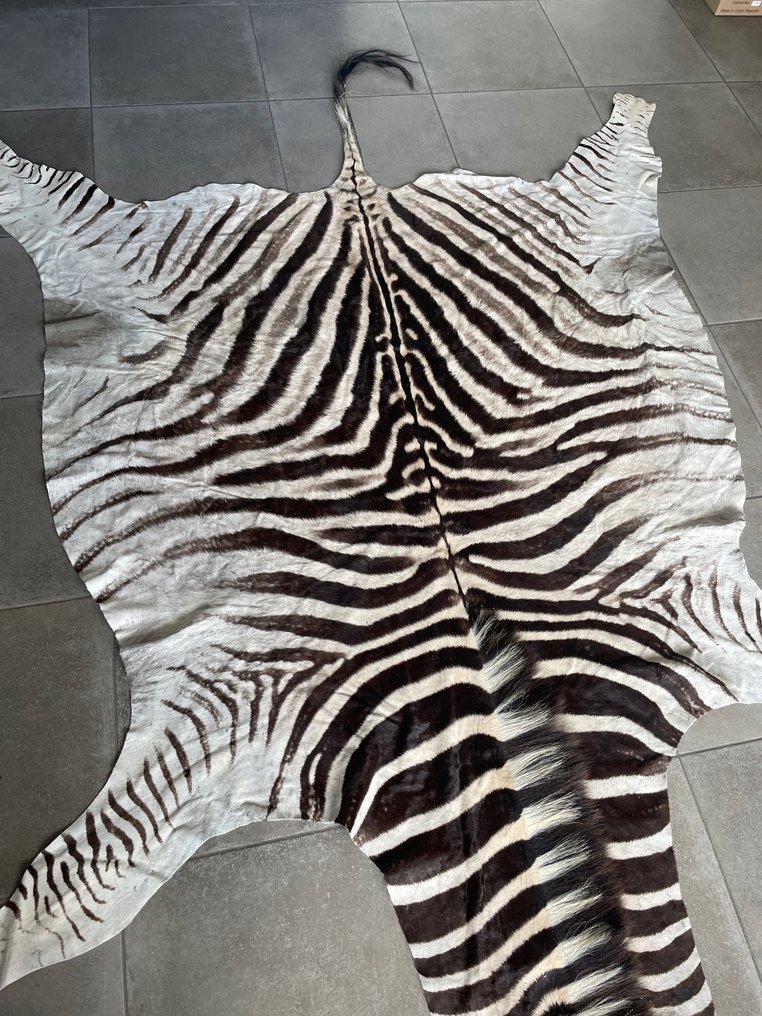 Plains Zebra Golvskinn Monterade skinn - Equus quagga - 300 cm - 190 cm - 1 cm - Arter som inte är inkluderade i CITES #2.1