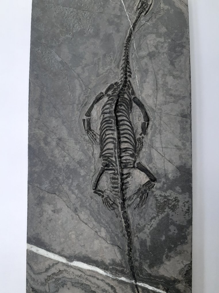 Reptil - Fossiles Skelett #1.1