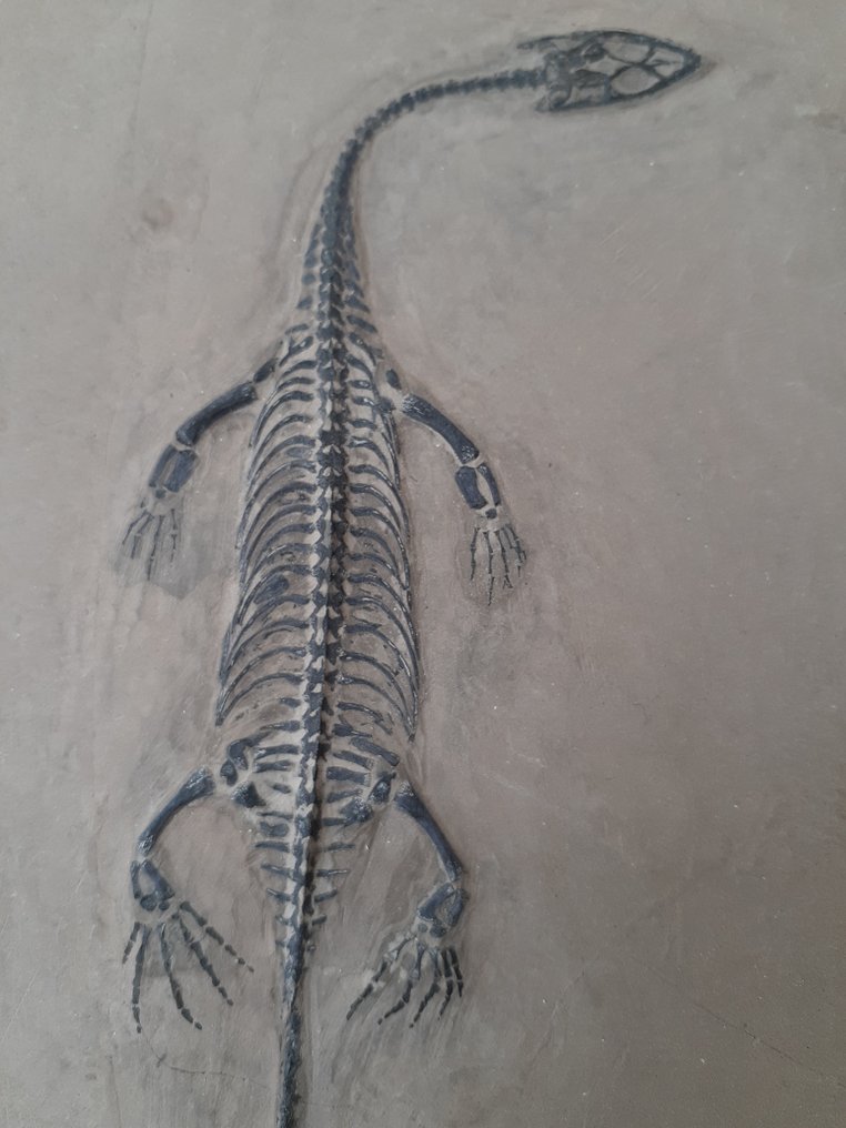 Reptil - Fossiles Skelett #1.2