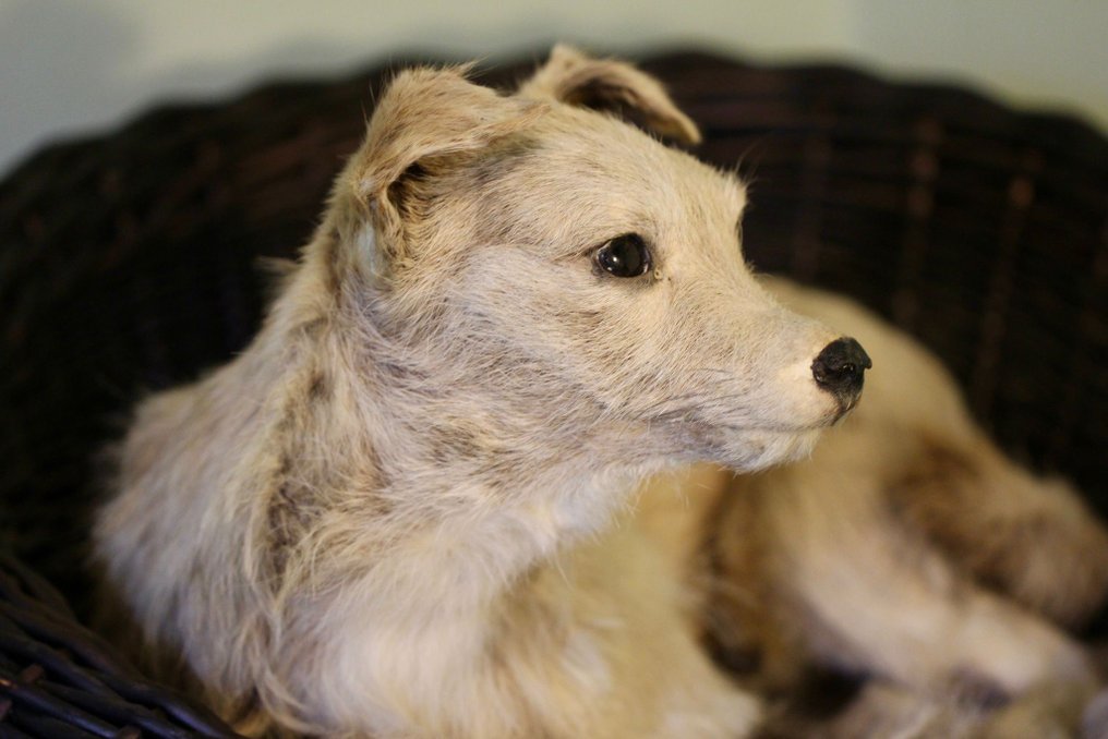 Perro doméstico Preparación taxidérmica de cuerpo completo - Canis domesticus - 24 cm - 21 cm - 40 cm - Especie no CITES - 1 #2.2