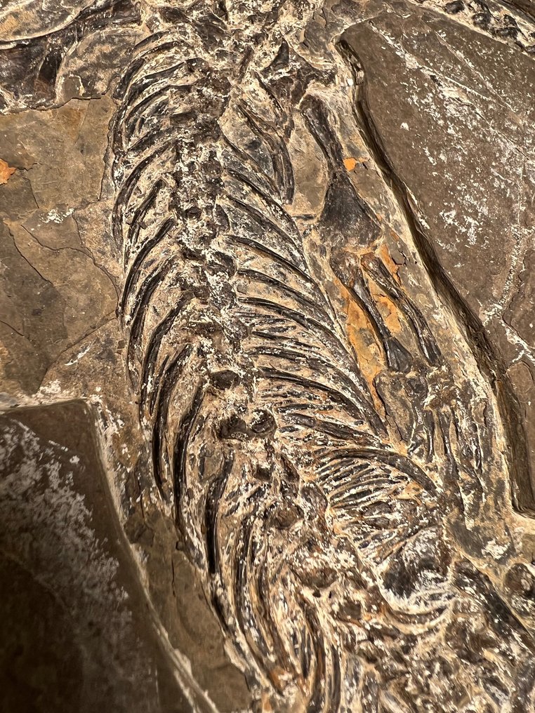Hyphalosaurus - Fosszilis mátrix - Hyphalosaurus - 44 cm - 25 cm #1.2