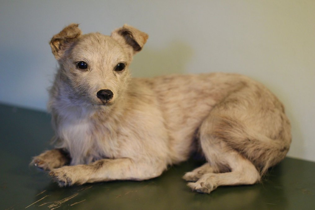 Perro doméstico Preparación taxidérmica de cuerpo completo - Canis domesticus - 24 cm - 21 cm - 40 cm - Especie no CITES - 1 #1.1