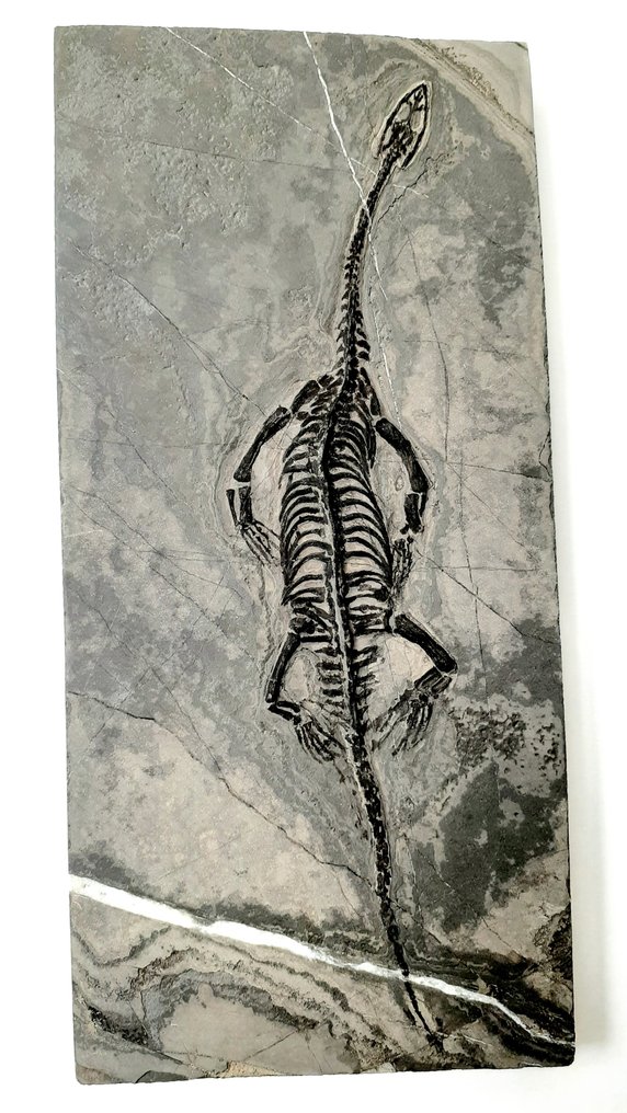 Reptil - Fossiles Skelett #1.2