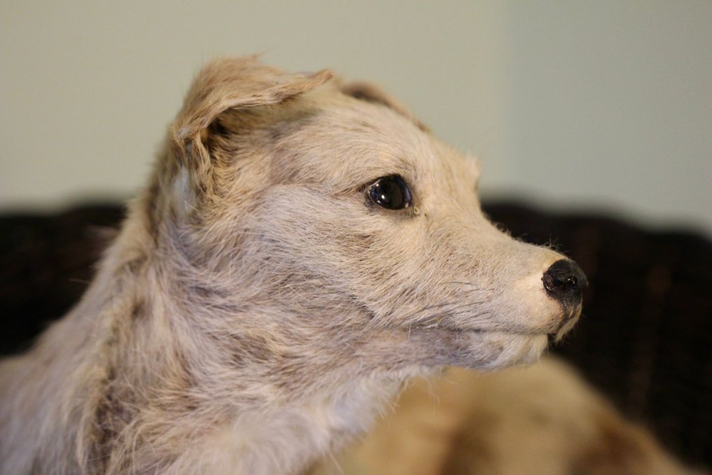 Perro doméstico Preparación taxidérmica de cuerpo completo - Canis domesticus - 24 cm - 21 cm - 40 cm - Especie no CITES - 1 #3.1