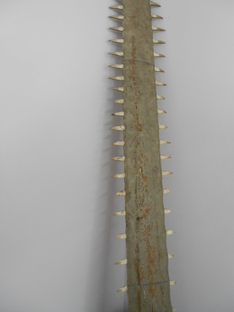 Antieke Zaagvis Rostrum - Pristiophoriformes - 95.5 cm - 12 cm - 2.5 cm- pre-CITES (d.w.z. pre-1947) #1.2
