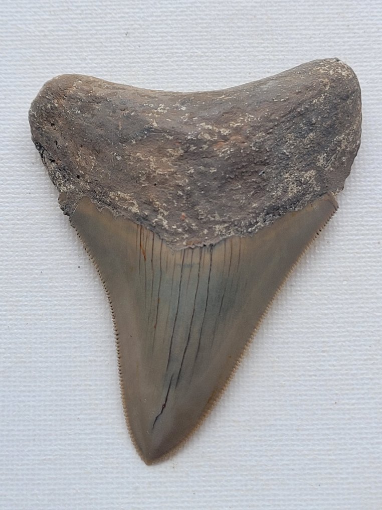 Megalodon - Απολιθωμένο δόντι - 8 cm - 6 cm #1.1