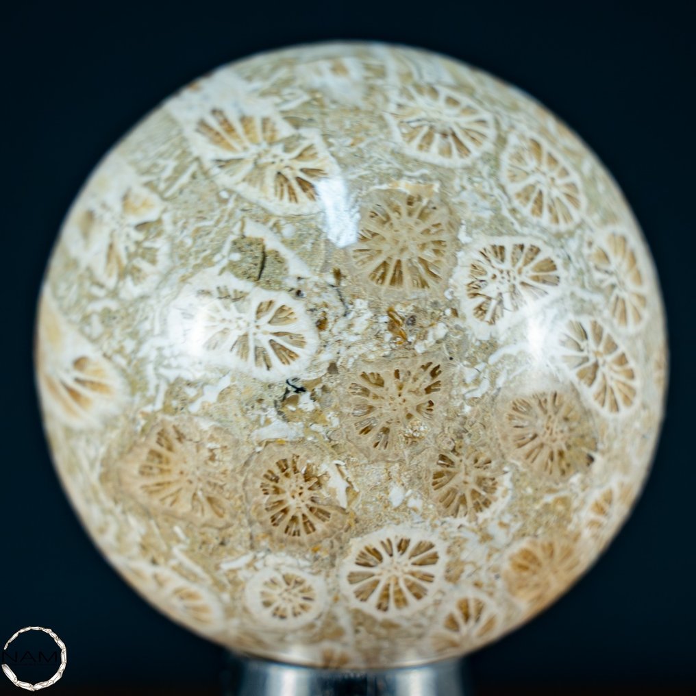 Ekstremt sjelden naturlig "solmønster" fossil korall Sphere, Australia- 163.85 g #1.2