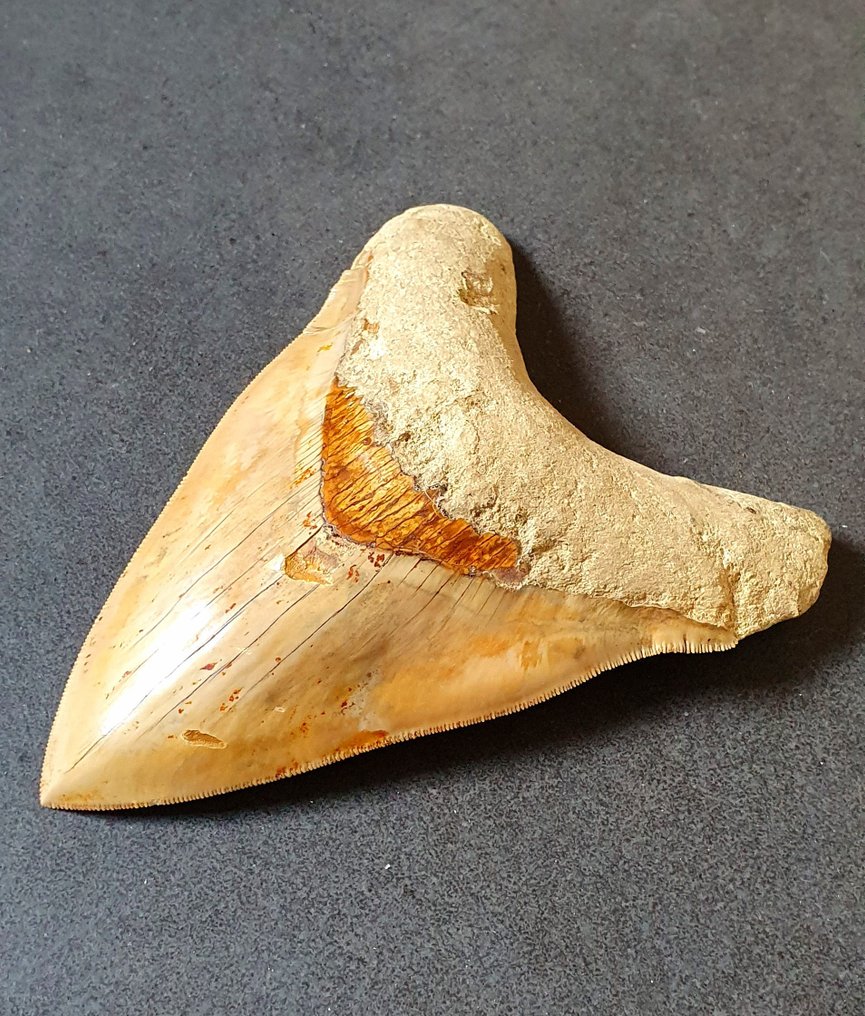 Megalodon - Fossiiliset hampaat - 154 mm - 119 mm #2.1