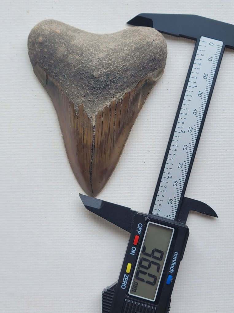 Megalodon - Απολιθωμένο δόντι - 9.6 cm - 7.6 cm #2.1