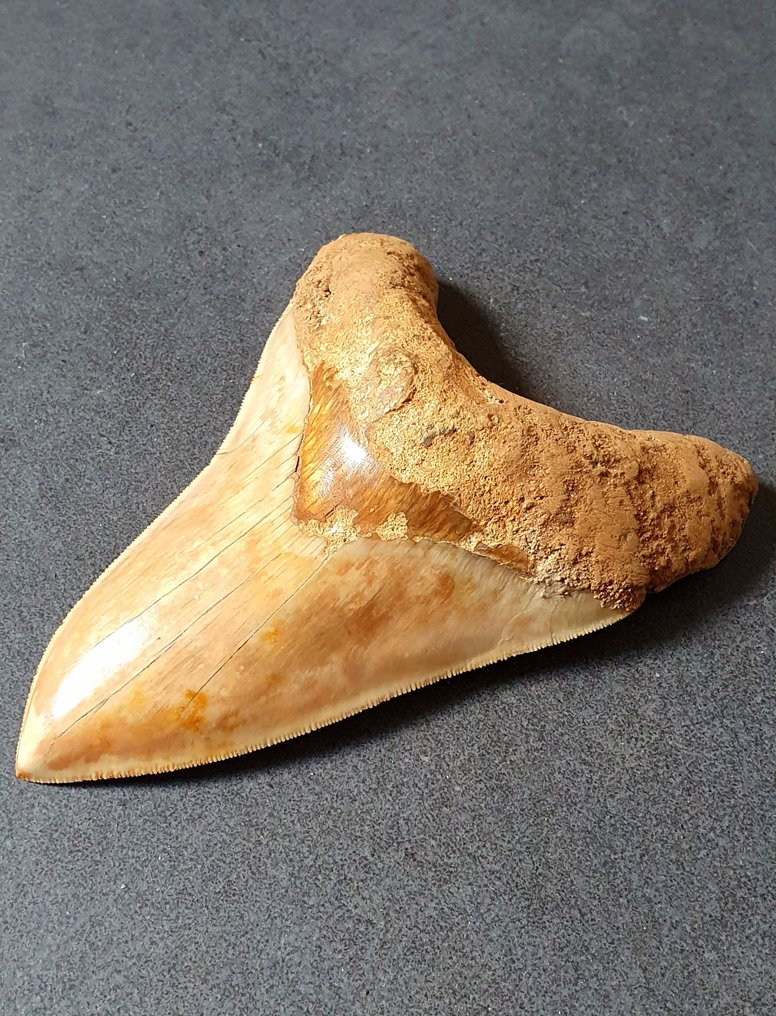 巨牙鯊 - 牙齒化石 - 153 mm - 105 mm #1.1