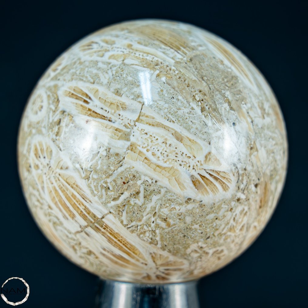 Ekstremt sjelden naturlig "solmønster" fossil korall Sphere, Australia- 163.85 g #2.1