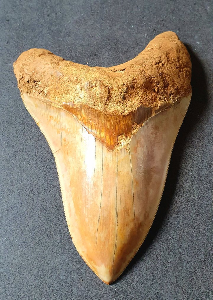 巨牙鯊 - 牙齒化石 - 153 mm - 105 mm #1.2