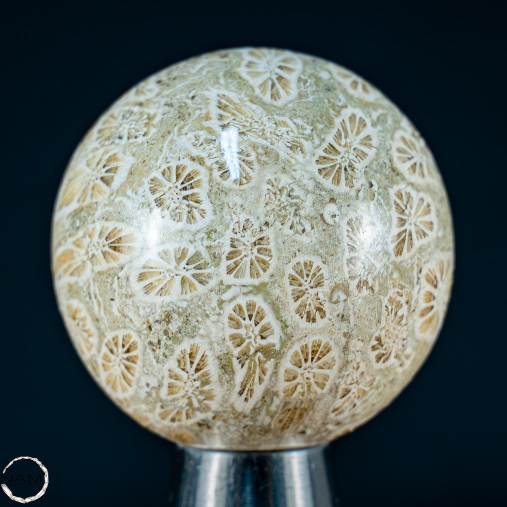 Corail fossile naturel « motif soleil » extrêmement rare Sphère, Australie- 163.85 g #1.1