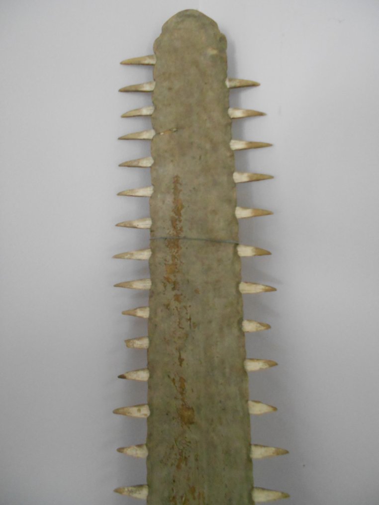 Antieke Zaagvis Rostrum - Pristiophoriformes - 95.5 cm - 12 cm - 2.5 cm- pre-CITES (d.w.z. pre-1947) #2.1