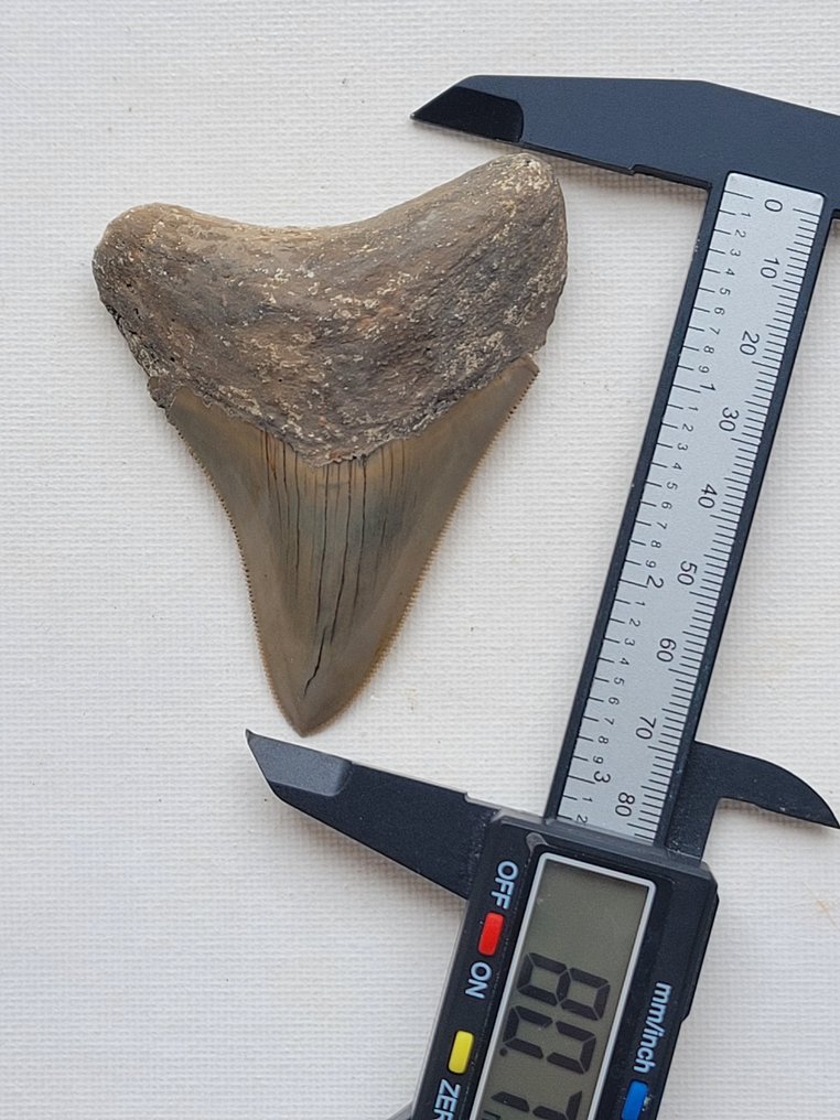 Megalodon - Dinte fosilă - 8 cm - 6 cm #1.2