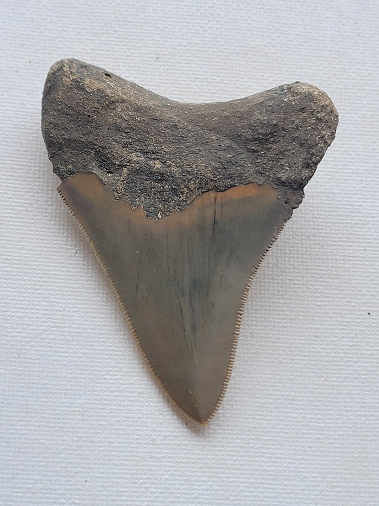 巨齿鲨 - 牙齿化石 - 8 cm - 6 cm #3.1