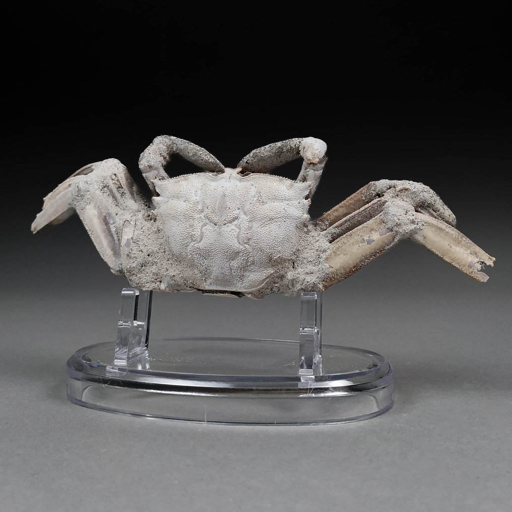 Magnífico cangrejo fósil - Animal fosilizado - Macrophtalmus sp. - 14.5 cm - 4.8 cm  (Sin Precio de Reserva) #1.1