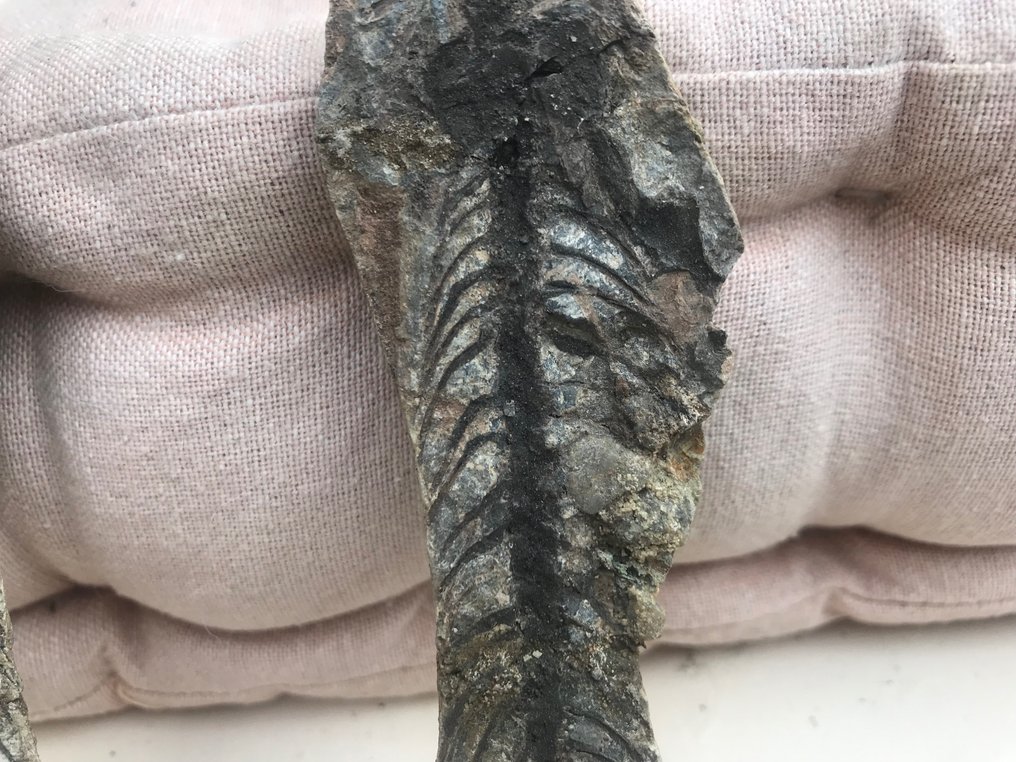 Tierfossil - Barasaurus - 14 cm - 3 cm #2.2