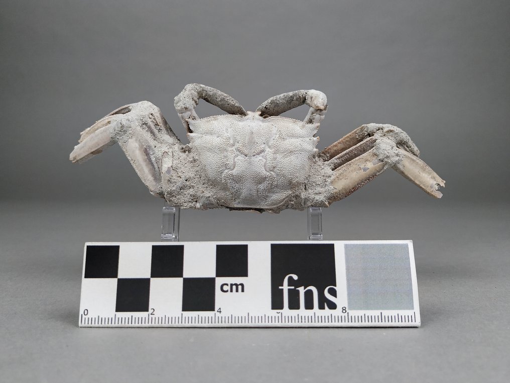 Superb fossil krabba - Fossiliserat djur - Macrophtalmus sp. - 14.5 cm - 4.8 cm  (Utan reservationspris) #2.1