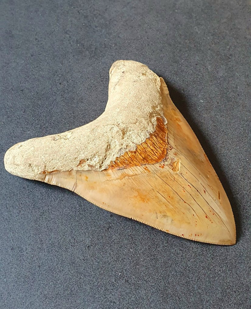 巨齿鲨 - 牙齿化石 - 154 mm - 119 mm #1.1