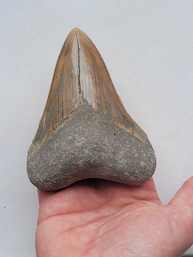 Megalodon - Απολιθωμένο δόντι - 9.6 cm - 7.6 cm #1.1
