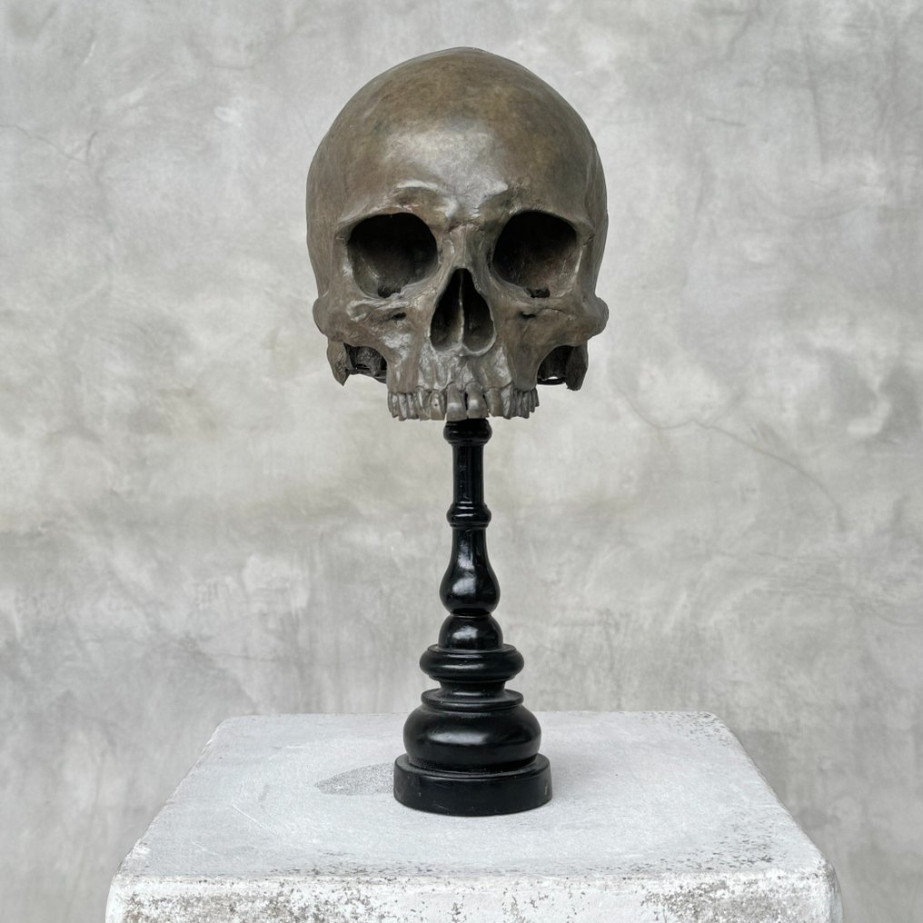 Estátua, NO RESERVE PRICE - Stunning human skull no jaw statue on a custom stand - Brown Colour - Museum - 30 cm - Resina - 2024 #1.2