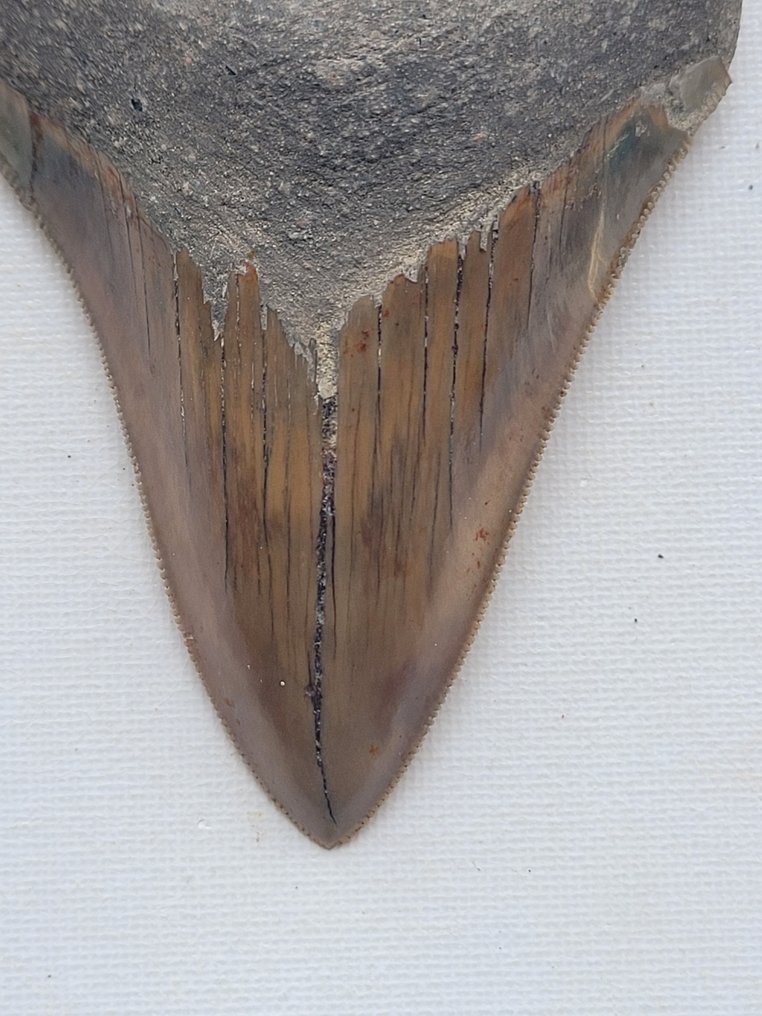 Megalodon - Απολιθωμένο δόντι - 9.6 cm - 7.6 cm #1.2